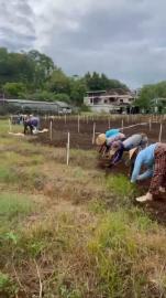 BumKal Maju Bersama Kalurahan Sidoharjo Kebut Pembersihan Lahan Krapyak untuk Persiapan Tanam Bawang